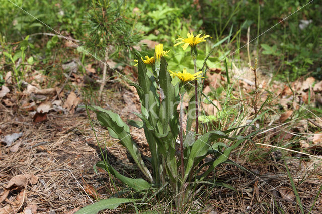 Kleine schorseneer (Scorzonera humilis)