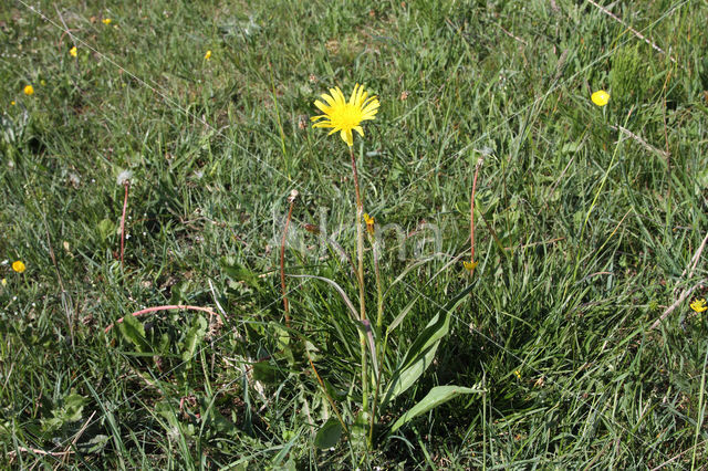 Kleine schorseneer (Scorzonera humilis)