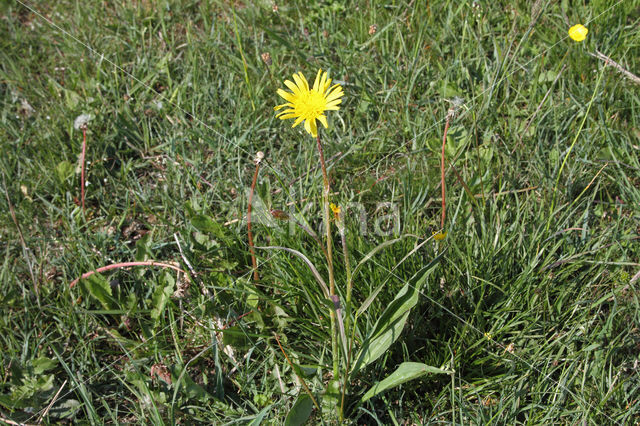 Kleine schorseneer (Scorzonera humilis)