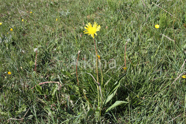 Kleine schorseneer (Scorzonera humilis)