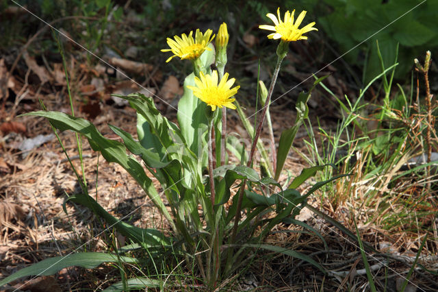 Kleine schorseneer (Scorzonera humilis)