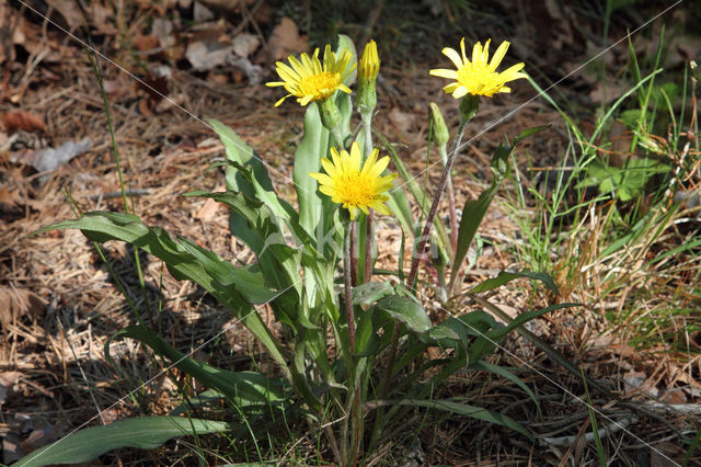 Kleine schorseneer (Scorzonera humilis)