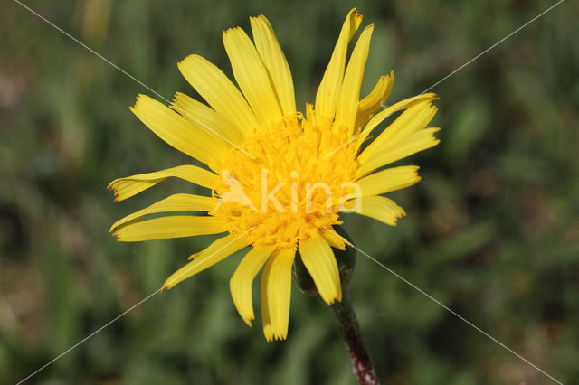 Kleine schorseneer (Scorzonera humilis)