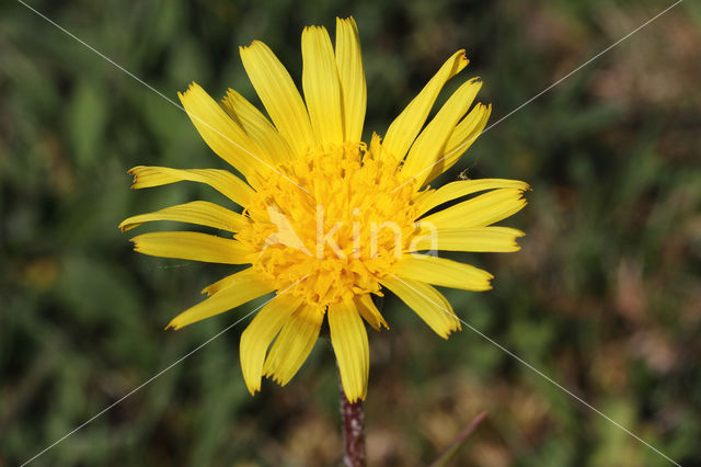 Kleine schorseneer (Scorzonera humilis)