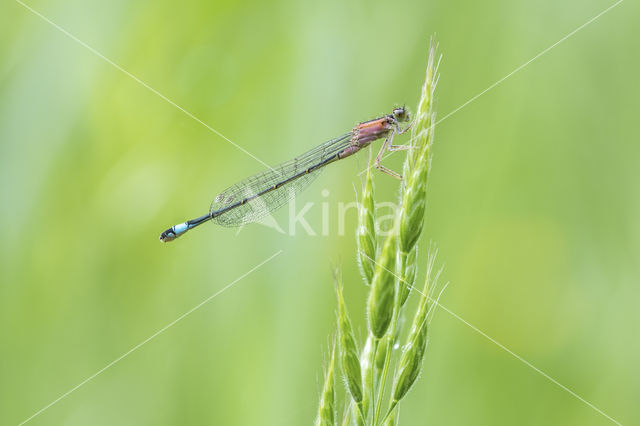 Lantaarntje (Ischnura elegans f. rufescens)