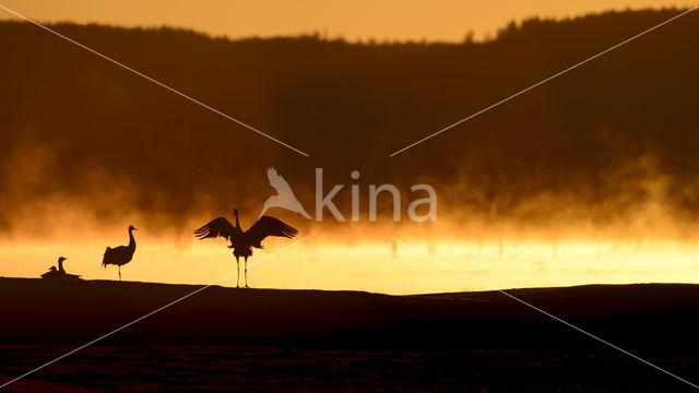 Kraanvogel (Grus grus)