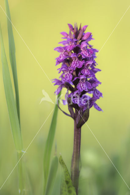 Gevlekte rietorchis (Dactylorhiza purdalina)