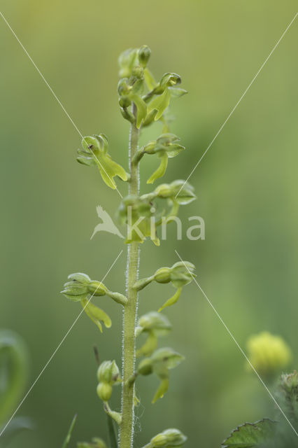 Grote keverorchis (Neottia ovata