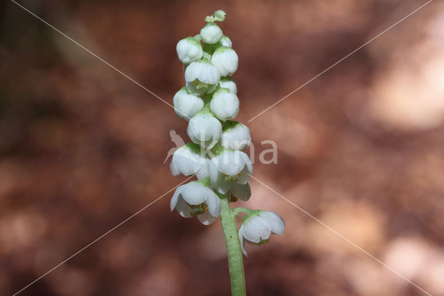 Klein wintergroen (Pyrola minor)