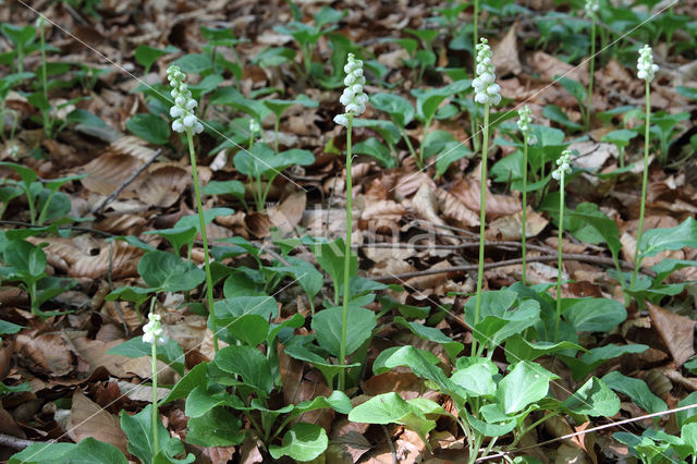 Klein wintergroen (Pyrola minor)