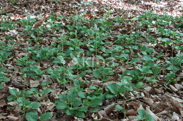 Klein wintergroen (Pyrola minor)