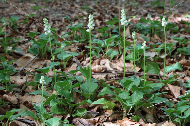 Klein wintergroen (Pyrola minor)