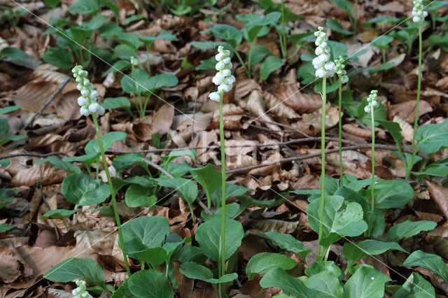 Klein wintergroen (Pyrola minor)