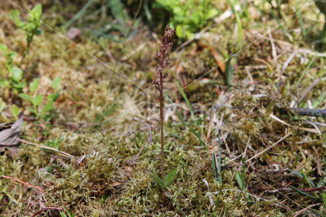 Kleine keverorchis (Listera cordata)