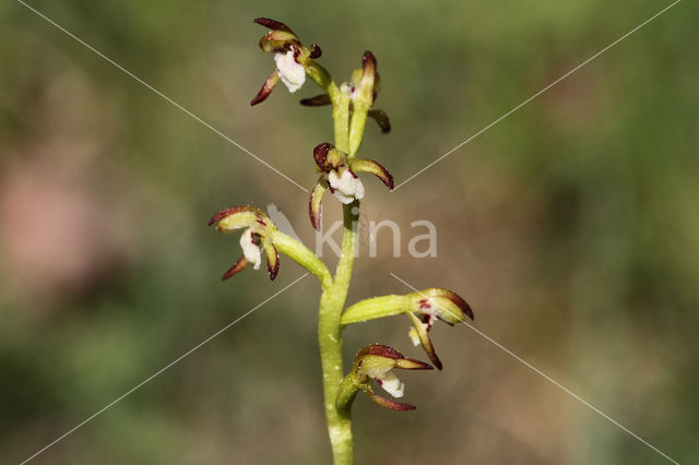 Koraalwortel (Corallorhiza trifida)