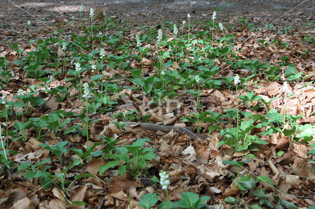 Klein wintergroen (Pyrola minor)