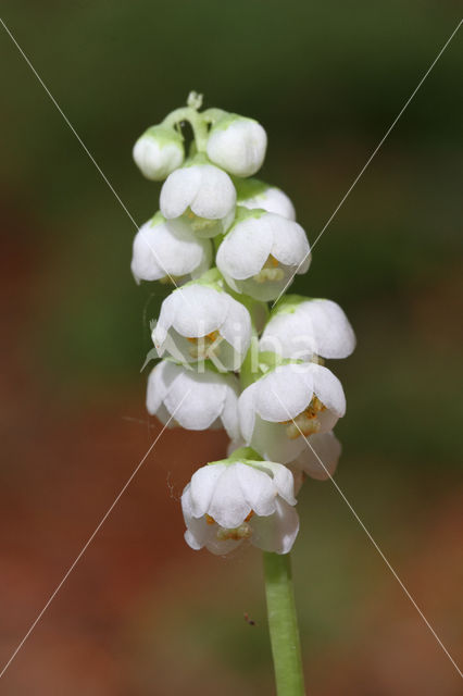 Klein wintergroen (Pyrola minor)