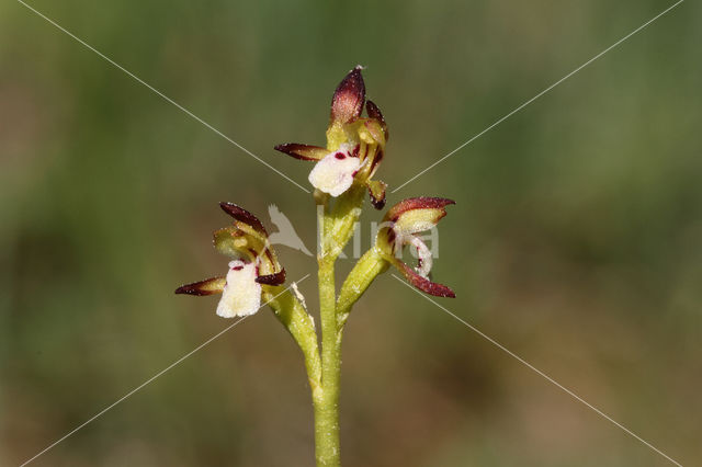 Koraalwortel (Corallorhiza trifida)