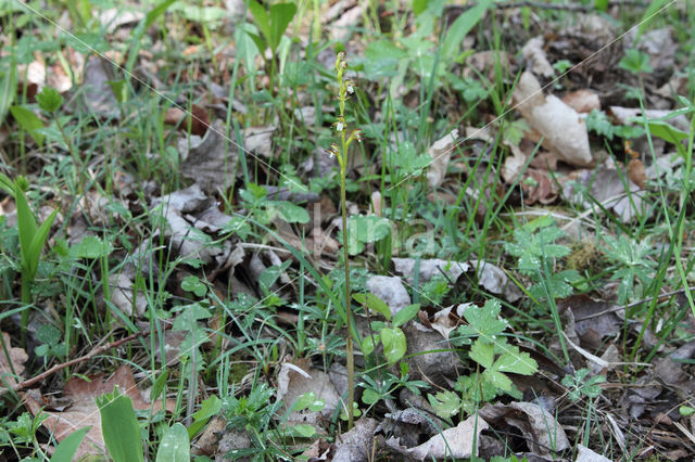 Koraalwortel (Corallorhiza trifida)