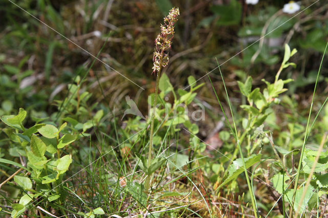 Kleine keverorchis (Listera cordata)