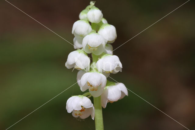 Klein wintergroen (Pyrola minor)