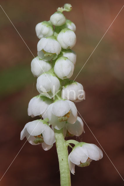 Klein wintergroen (Pyrola minor)