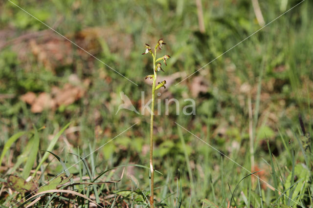 Koraalwortel (Corallorhiza trifida)