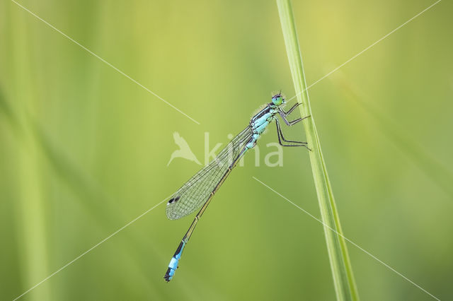 Lantaarntje (Ischnura elegans)