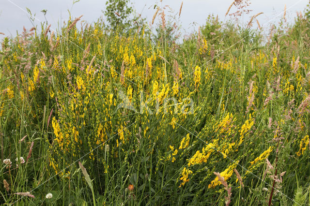 Dyer's Greenweed (Genista tinctoria)