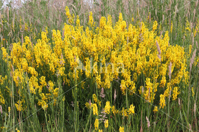 Dyer's Greenweed (Genista tinctoria)