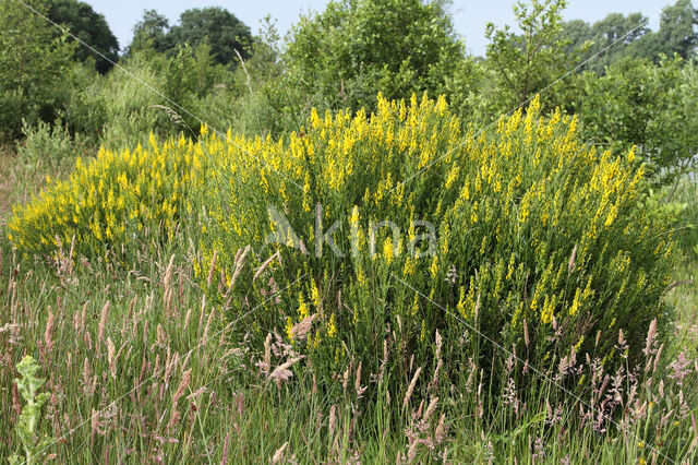 Dyer's Greenweed (Genista tinctoria)