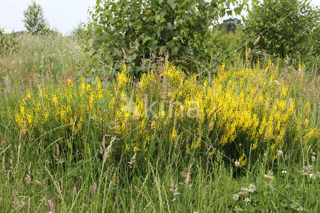 Verfbrem (Genista tinctoria)