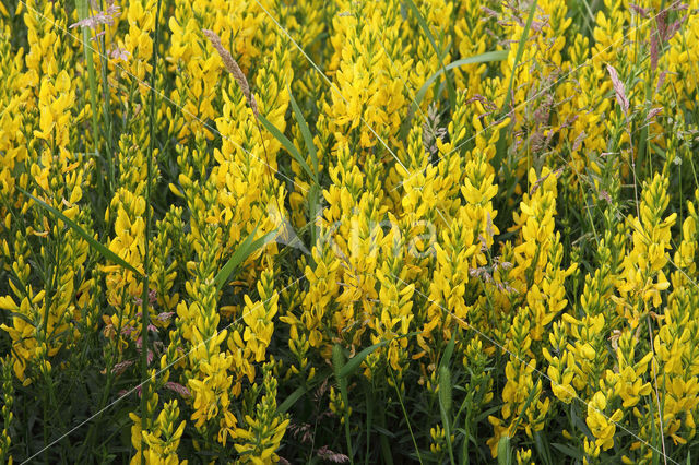 Dyer's Greenweed (Genista tinctoria)