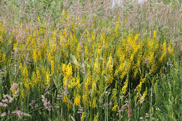 Dyer's Greenweed (Genista tinctoria)