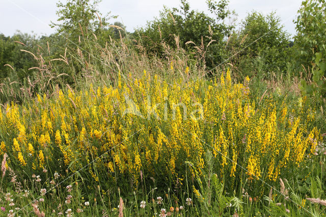 Verfbrem (Genista tinctoria)