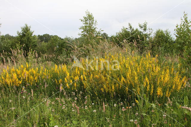 Verfbrem (Genista tinctoria)