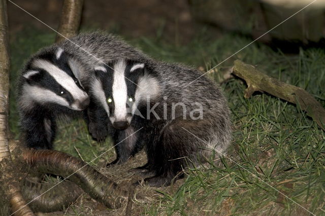 Badger (Meles meles)