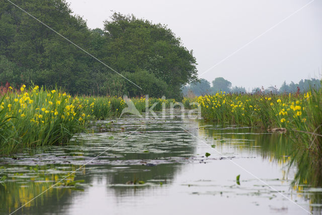 Nieuwkoopse Plassen