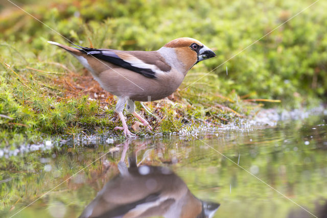 Appelvink (Coccothraustes coccothraustes)