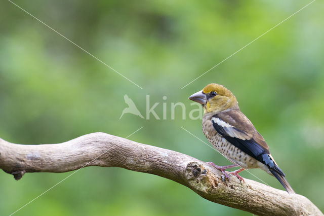 Appelvink (Coccothraustes coccothraustes)