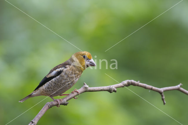 Appelvink (Coccothraustes coccothraustes)