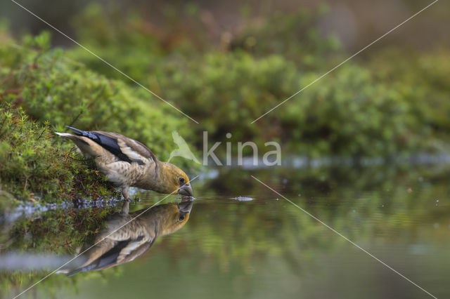 Appelvink (Coccothraustes coccothraustes)