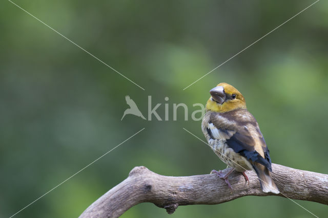 Appelvink (Coccothraustes coccothraustes)