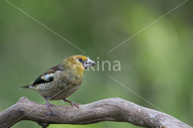 Appelvink (Coccothraustes coccothraustes)