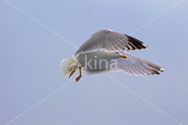 Zilvermeeuw (Larus argentatus)