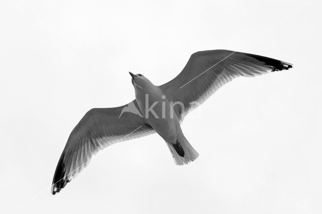 Zilvermeeuw (Larus argentatus)