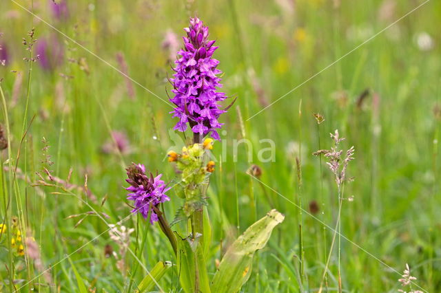 Brede orchis (Dactylorhiza majalis)