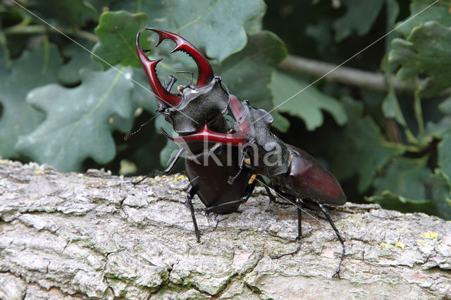 Vliegend hert (Lucanus cervus)