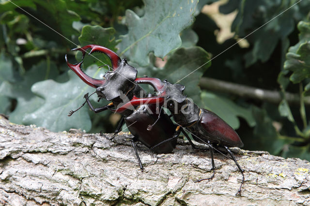 Vliegend hert (Lucanus cervus)