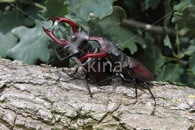 Vliegend hert (Lucanus cervus)